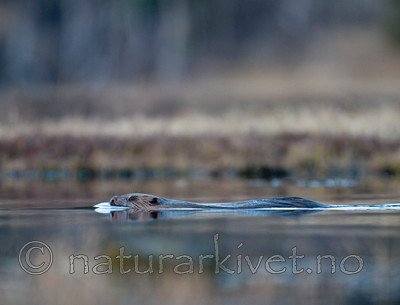 BB 11 0150 / Castor fiber / Bever